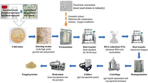 are human proteins more similar to fungal proteins